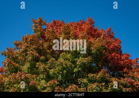 The upper portion of a tree is seen with fiery red leaves in patches alongside green and yellowing or orange ones, and a solid blue sky behind it. Stock Photo