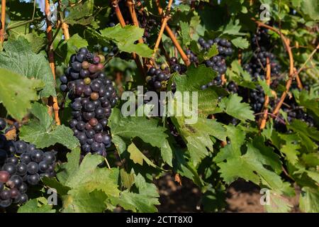 Beautiful picture of vineyards of Ciumbrud, Romania Stock Photo - Alamy