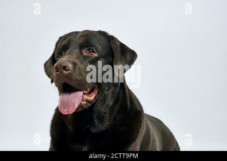 purebred dog on a light background pet cropped view close-up Stock Photo
