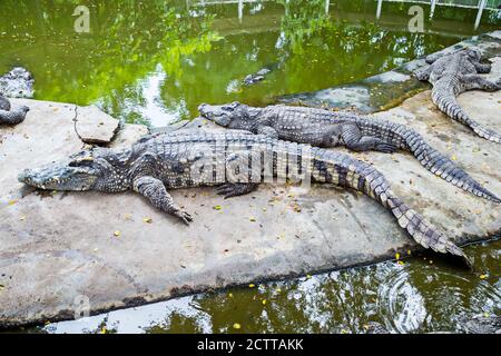 Crocodile in the Farm.Many feral animals are in the zoo. Stock Photo