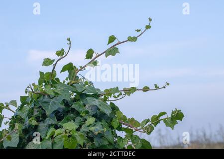 Ivy (Hedera helix). Atop a dead tree trunk, stems reaching for further support on which to clamber and climb. Leaves on non-flowering stems usually ha Stock Photo