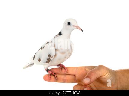 African collared dove in front of white background Stock Photo