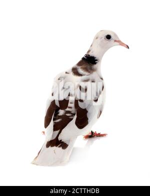 African collared dove in front of white background Stock Photo