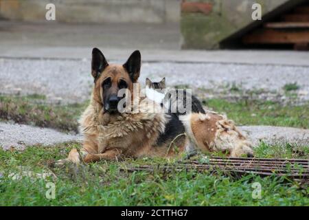 Cute old german shepherd dog looking straight at camera with sad face while guarding her small cat friend peacefully lying on top Stock Photo