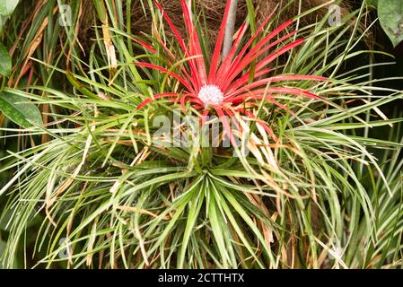 Fascicularia bicolor, crimson bromeliad Stock Photo