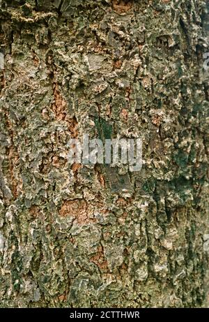 Vertical Image of Weathered Rough Tree Bark Stock Photo