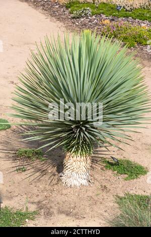 Yucca rostrata, beaked yucca Stock Photo