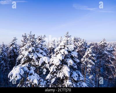 Aerial view winter forest. Tops of snowy tree branch and blue sky. Birds eye view. Stock Photo