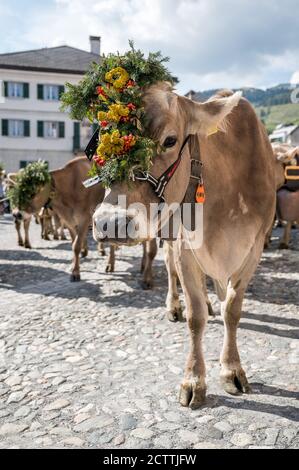 traditionell geschmückte Kuh an Alpabzug in Sent, Engadin Stock Photo