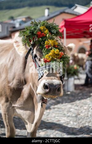 traditionell geschmückte Kuh an Alpabzug in Sent, Engadin Stock Photo