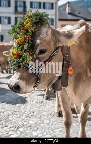 traditionell geschmückte Kuh an Alpabzug in Sent, Engadin Stock Photo