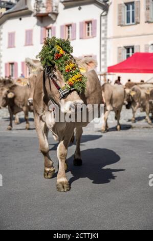 traditionell geschmückte Kuh an Alpabzug in Sent, Engadin Stock Photo