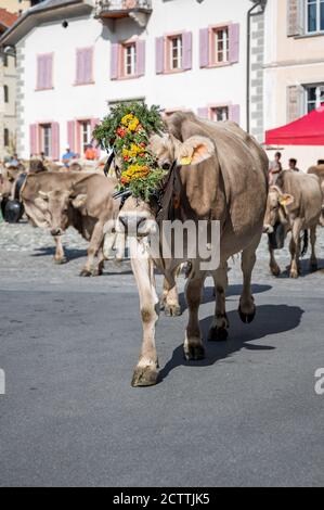 traditionell geschmückte Kuh an Alpabzug in Sent, Engadin Stock Photo