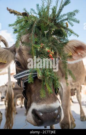 geschmückte Kuh an Alpabzug in Sent, Engadin Stock Photo