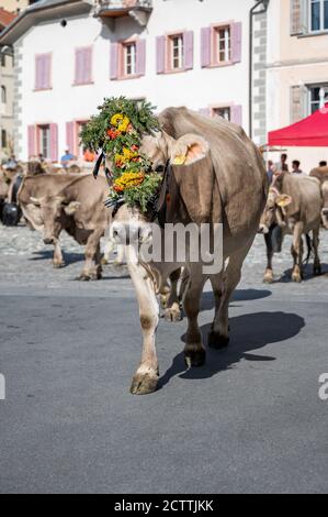 traditionell geschmückte Kuh an Alpabzug in Sent, Engadin Stock Photo