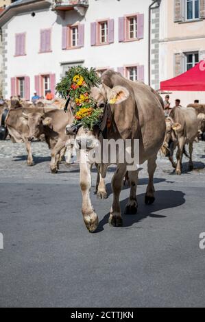 traditionell geschmückte Kuh an Alpabzug in Sent, Engadin Stock Photo