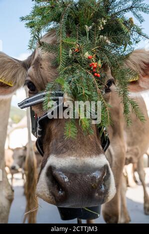 geschmückte Kuh an Alpabzug in Sent, Engadin Stock Photo