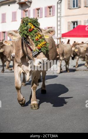 traditionell geschmückte Kuh an Alpabzug in Sent, Engadin Stock Photo