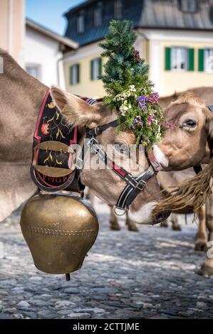 geschmückte Kuh an Alpabzug in Sent, Engadin Stock Photo