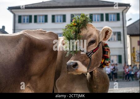 geschmückte Kuh an Alpabzug in Sent, Engadin Stock Photo