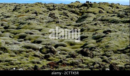 Icelandic green moss. Lava fields. Moss in Iceland. Situated along Iceland's south coast, Eldhraun is the largest lava flow in the world. Stock Photo
