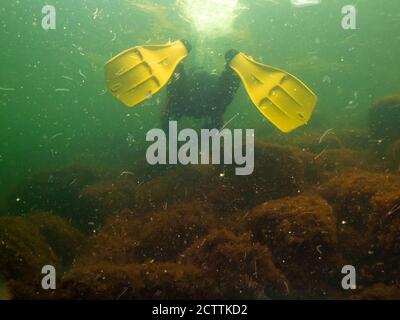 A diver in a healthy Northern European marine environment. Focus on the diver's yellow fins. Picture from Oresund, Malmo in southern Sweden Stock Photo