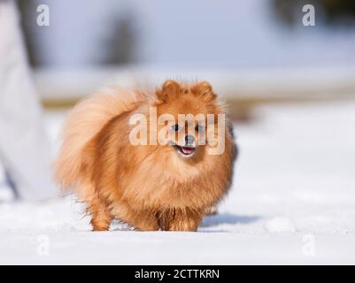 Pomeranian. Adult dog walking in snow. Stock Photo