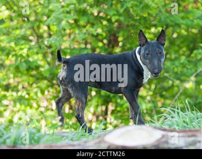 Miniature Bull Terrier. Adult dog standing in front of a bush. Stock Photo