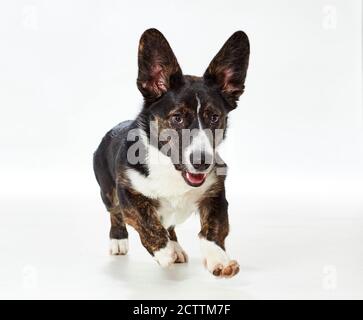 Welsh Corgi Cardigan. Juvenile male running, wearing red bow tie. Stock Photo