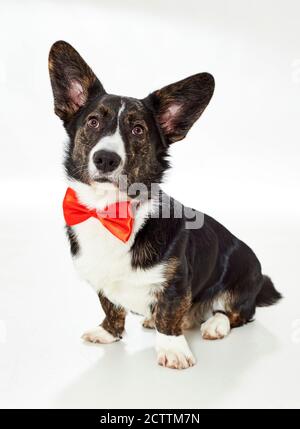 Corgi with a bow clearance tie