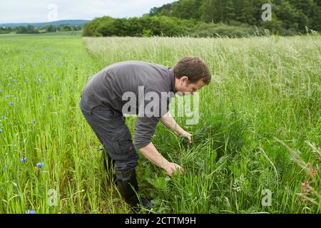 Roe deer (Capreolus caprolus). Fawn rescue. A drone with a thermal imaging camera flies across the meadow before mowing and shows on the screen whether fawns are hidden in the meadow. These can then be taken out of the meadow and thus avoid the mower that kills them. Stock Photo