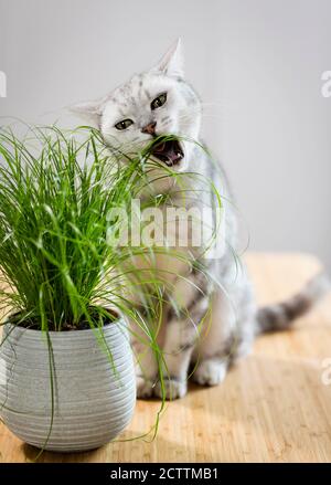 Britisch Kurzhaar. Tabby tomcat eating cat grass. Stock Photo