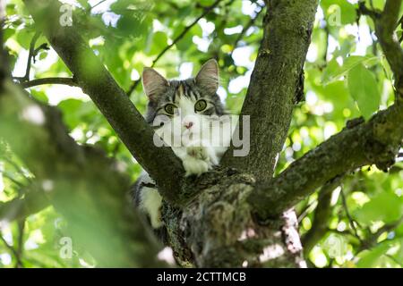 Norwegian Forest Cat. Adult cat kitten in the fork of a tree. Stock Photo