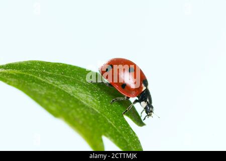 Seven-spot Ladybird, Sevenspot Ladybird, 7-spot Ladybird (Coccinella septempunctata) on a leaf. Studio picture against a white background. Stock Photo