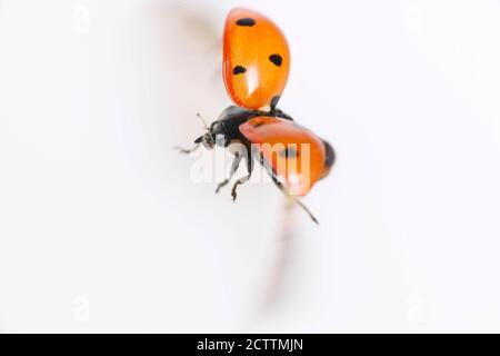 Seven-spot Ladybird, Sevenspot Ladybird, 7-spot Ladybird (Coccinella septempunctata) in flight. Studio picture against a white background. Stock Photo