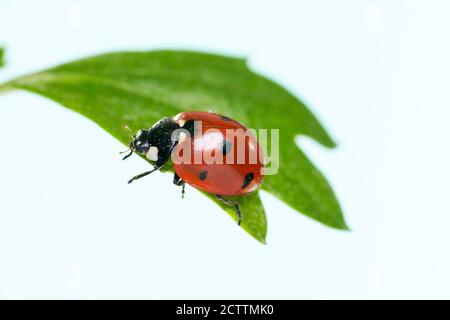 Seven-spot Ladybird, Sevenspot Ladybird, 7-spot Ladybird (Coccinella septempunctata) on a leaf. Studio picture against a white background. Stock Photo