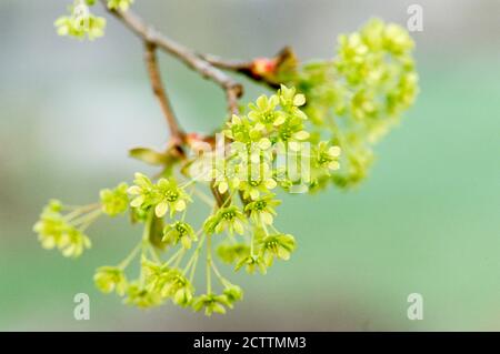 Norway Maple, Norwegian Maple (Acer platanoides), twig with flowers. Stock Photo