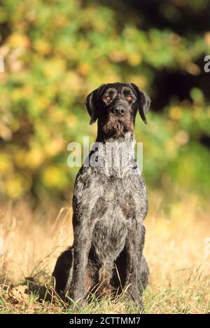German Wirehaired Pointer. Adult dog sitting on a meadow in autumn. Stock Photo