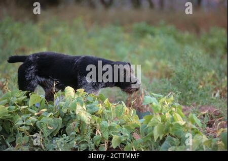 German Wirehaired Pointer. Adult dog pointing. Stock Photo