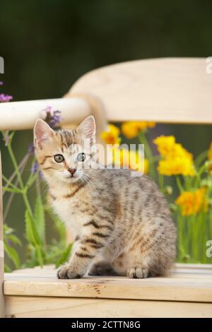 Domestic cat. Tabby kitten sitting on a wooden bench in a flowering garden. Stock Photo