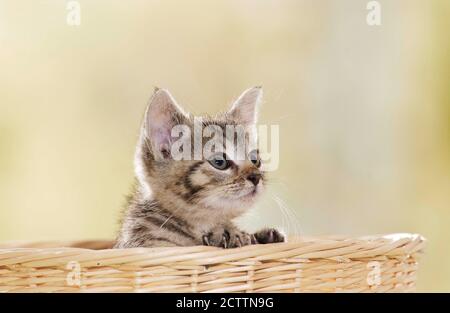 Domestic cat. Tabby kitten in a wicker basket. Stock Photo