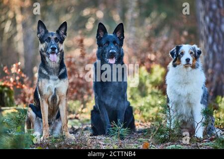 Two German Shepherds and an Australian Shepherd sitting in an autumn forest. Stock Photo