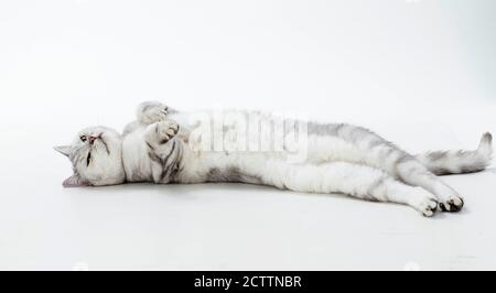 British Shorthair cat. Adult cat lying on its back. Studio picture against a white background Stock Photo