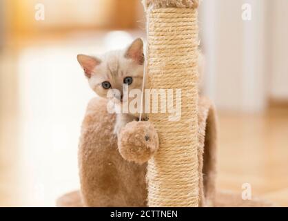 Bengal cat. KItten playing on a scratching post. Stock Photo