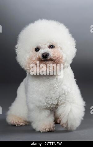 Bichon Frise. Adult dog sitting. Studio picture against a grey background. Stock Photo