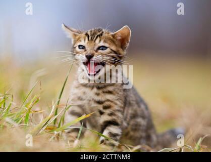 Bengal cat. Kitten sitting on grass while meowing. Stock Photo