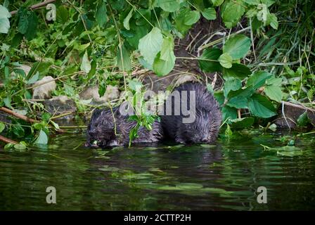 Two juvenile beaver feeding, Eurasian beaver (Castor fiber), Heinsberg, North Rhine-Westphalia,
