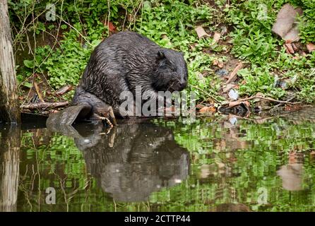 European Beaver (Castor fiber). Adult on a riverbank. Stock Photo