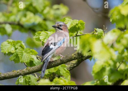 Eurasian Jay (Garrulus glandarius). Adult perched on a branch in spring. Stock Photo