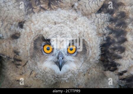 Eurasian Eagle Owl (Bubo bubo), portrait of juvenile. Stock Photo